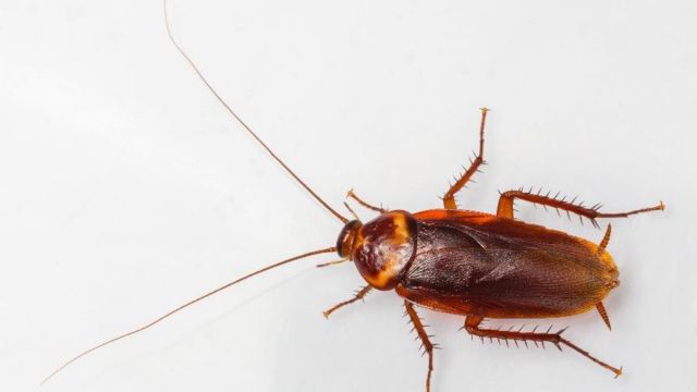 This City in Florida Has Been Named as One of the Worst Roach Infested-Cities in United States